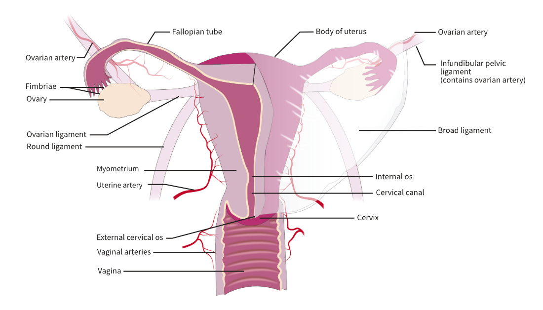 Anterior aspect of the internal female organs.